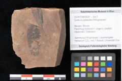 Foto (Objekt + Etikett) von Quercus palaeoilex Ettingshausen (NHMW-GEO-2024-0188-0829)